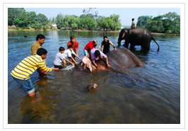 Dubare Elephant Camp, Kushal Nagar